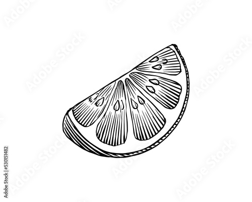 Slice of lemon. Hand drawn Orange or grapefruit. Vintage engraved citrus Fruit sketch.