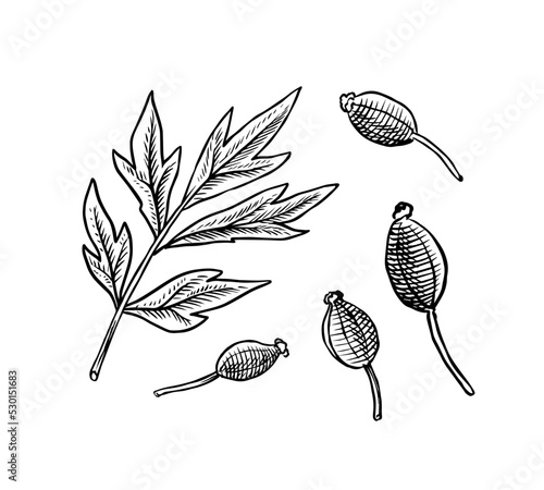 Anise seeds and leaves. Absinthe ingredient. Hand drawn. Vintage engraved sketch. Vector illustration
