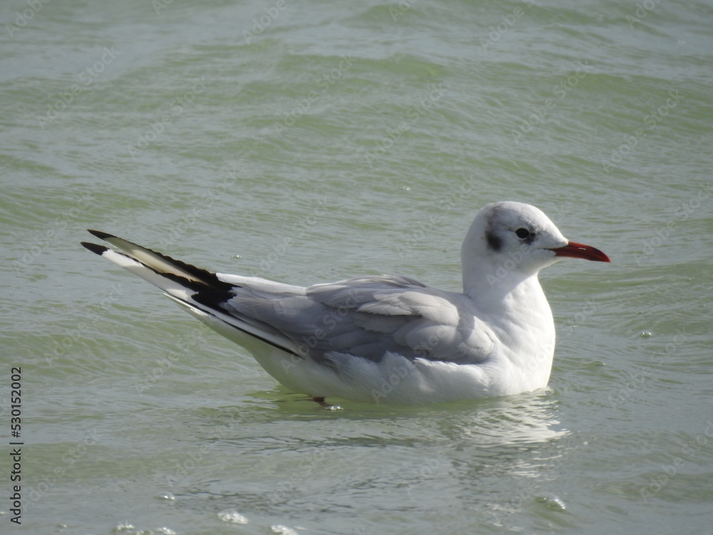 A close-up view of a seagull in sea water