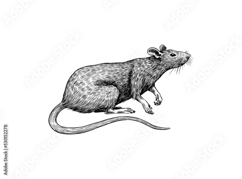 Rat or mouse with cheese. Graphic wild animal. Hand drawn vintage sketch. Engraved grunge elements.