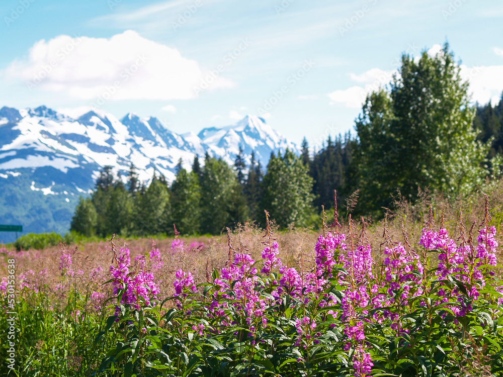 Bright pink wildflowers of the fireweed in foreground of Alaskan landscape