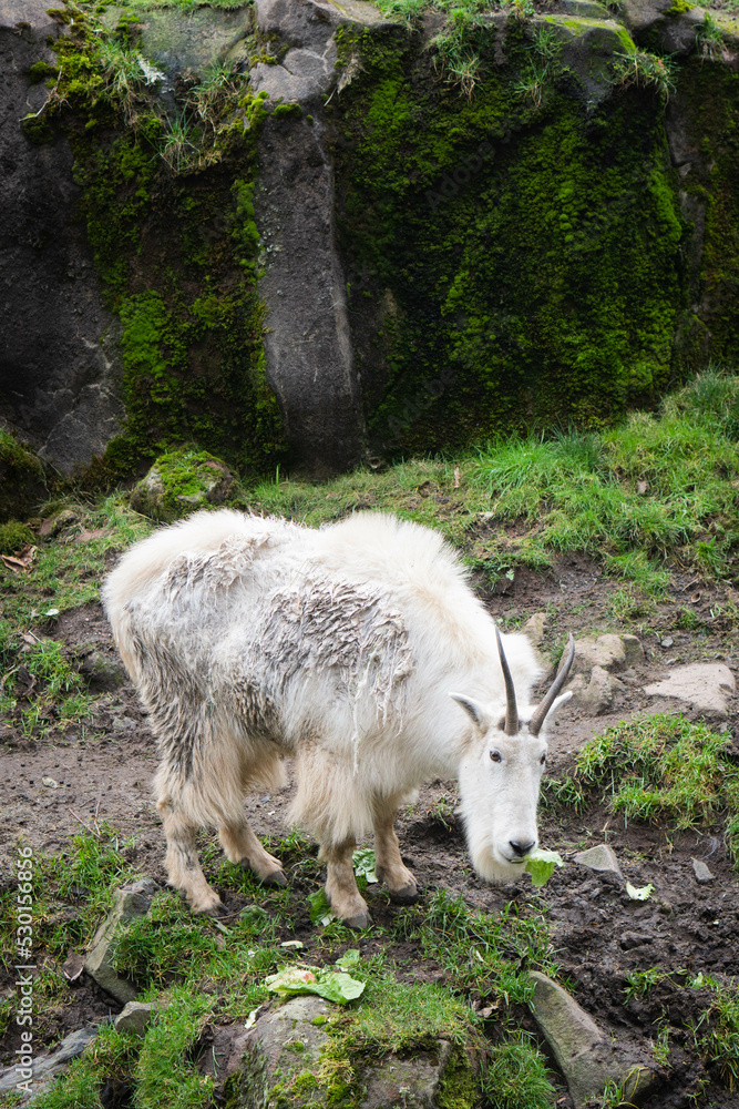 Mountain goat Mountain goat