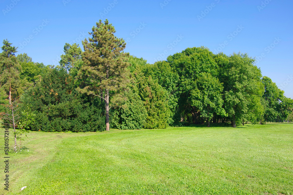 View of the green forest and a clearing with juicy bright grass.
