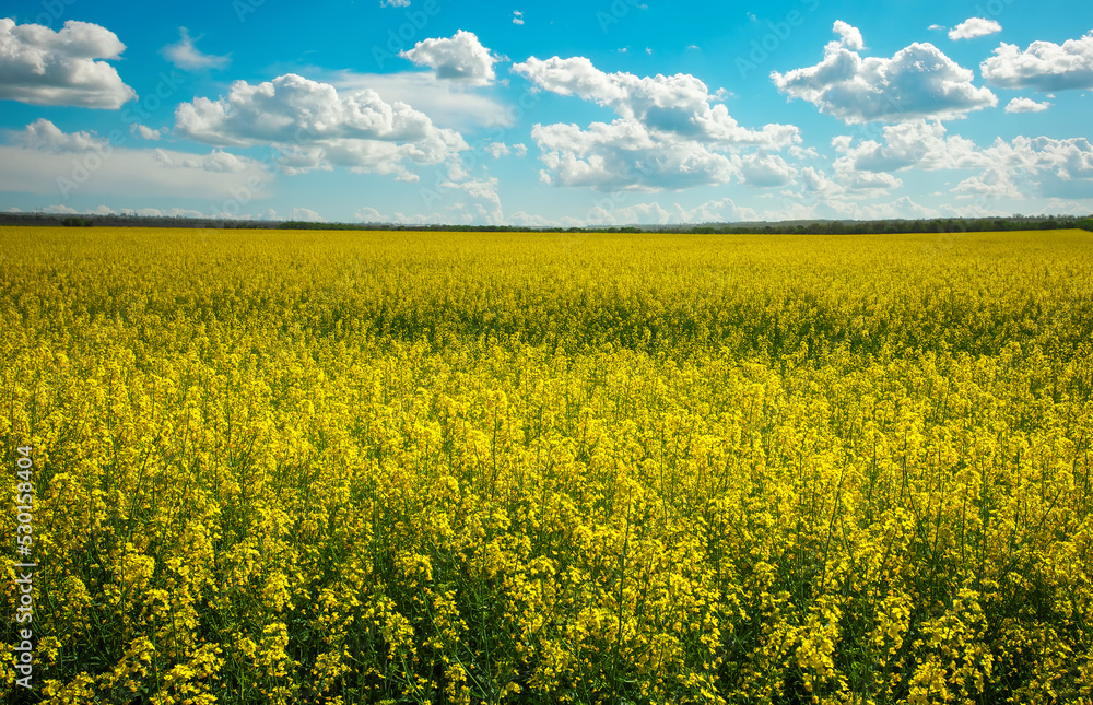 Beautiful landscape with field of yellow canola (Brassica napus L.) and blue cloudy sky Beautiful landscape with field of yellow canola (Brassica napus L.) and blue cloudy sky