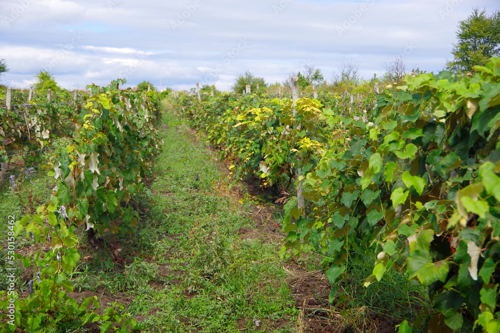 Vineyards with green vine bushes in the countryside of Trusheni in Moldova near Chisinau.
