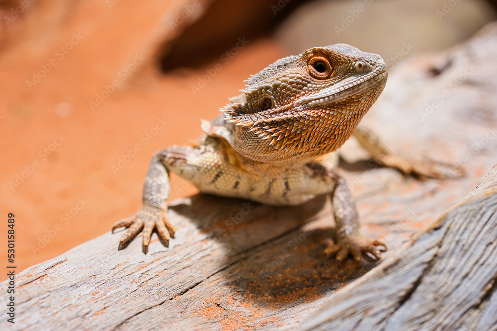 cute young male bearded dragon in private terrarium cute young male bearded dragon in private terrarium