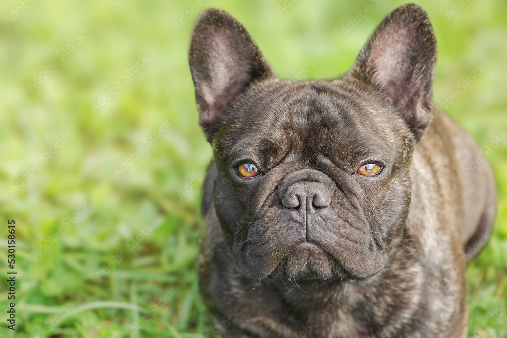 Dog breed French bulldog on the background of green grass. The dog is looking at the camera.