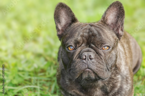 Dog breed French bulldog on the background of green grass. The dog is looking at the camera. © Lesia
