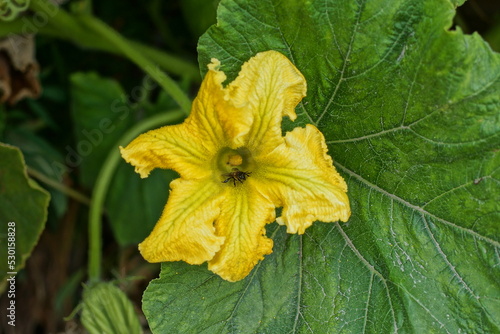 one yellow pumpkin flower on a branch with green leaves in the summer garden