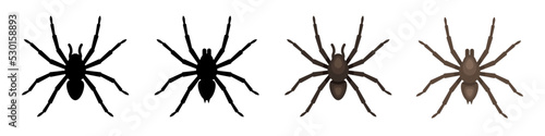 Fotografia Spider. Spiders set. Vector clipart isolated on white background.