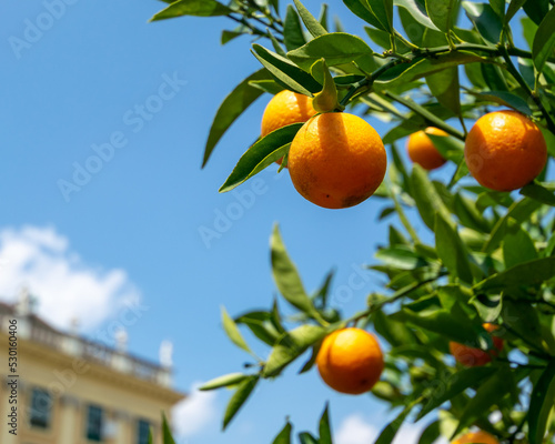 oranges on tree