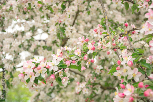 Flowers of apple tree in the rays of a bright sun. Shallow depth of field. Wide photo.