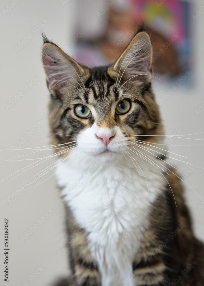 Portrait of a young mainecoon cat