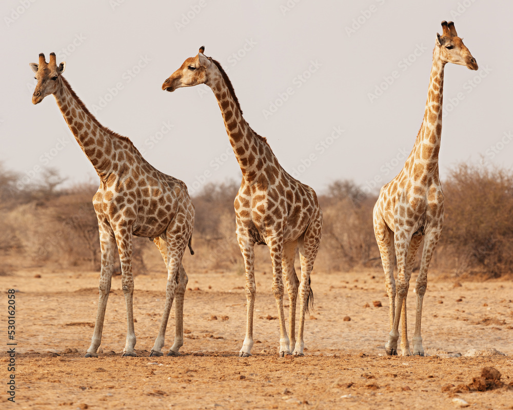 Three giraffes in Etosha National Park. Namibia. Three giraffes in Etosha National Park. Namibia.