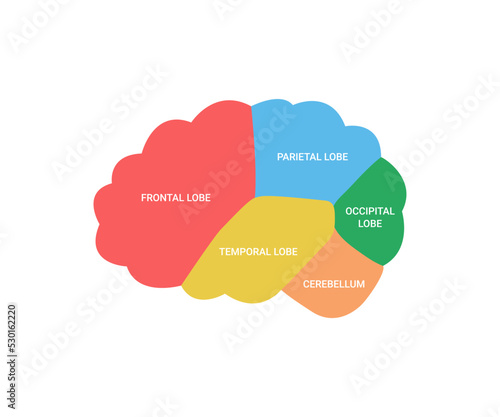 Lobes of brain human side view, cerebrum organ. Different areas of brain, frontal, parietal, occipital, temporal lobe and cerebellum. Cerebrum health. Vector illustration