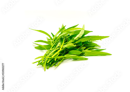Bunch of fresh cut water spinach or kangkung plant with tender shoots isolated on white background