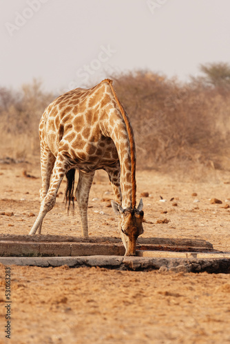 A giraffe drinks water at a watering hole in Etosha National Park. Namibia.