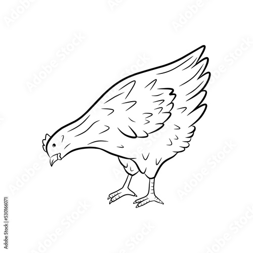 Chicken pecks side view vector illustration