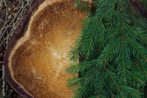 christmas tree background with green fir branches and cuted stump