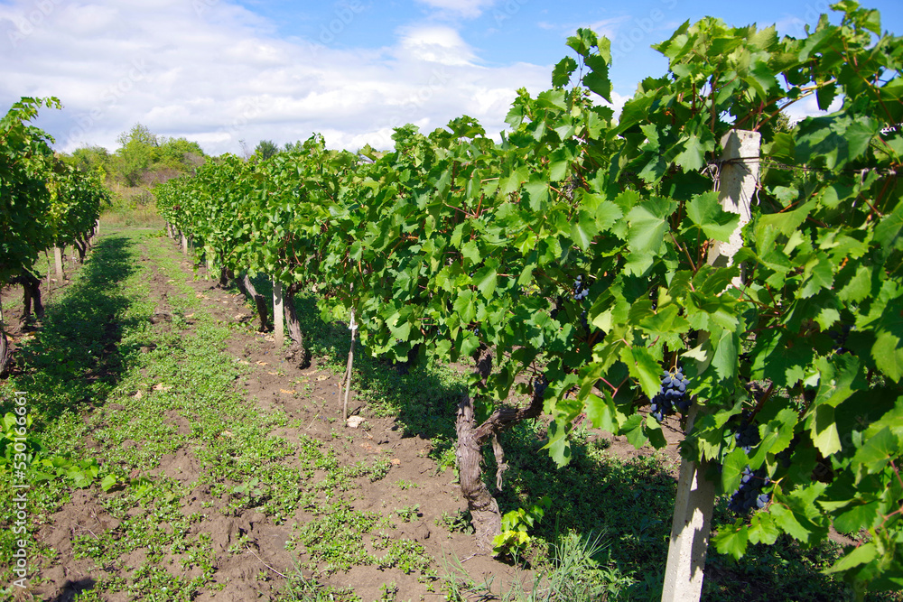 Vineyards with ripening black grapes and green vine bushes in the countryside in Moldova near the city of Chisinau.