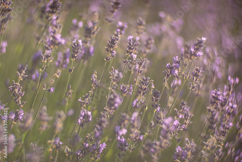 Close up lavender field with respect of comfortable smell illuminated by low sun just before sun set.
