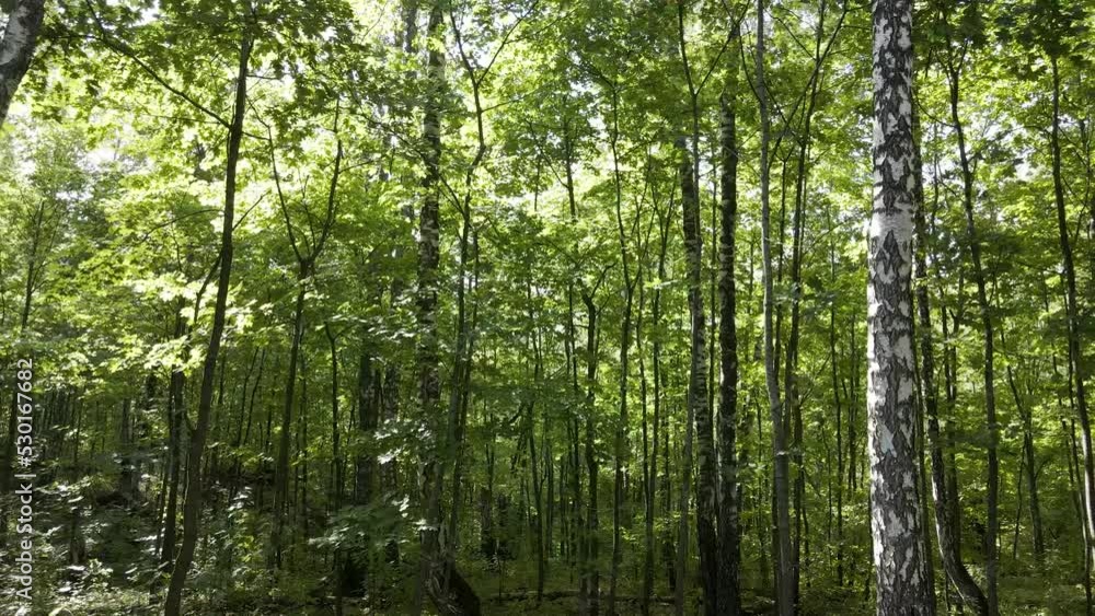 Fresh green forest in the early morning among green trees and foliage Fresh green forest in the early morning among green trees and foliage