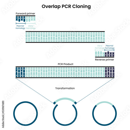 Overlap Polymerase Chain Reaction PCR Cloning vector graphic