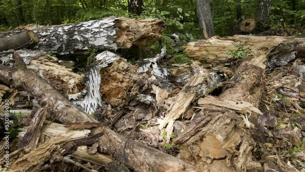 Broken tree trunks in the forest after a natural disaster Broken tree trunks in the forest after a natural disaster