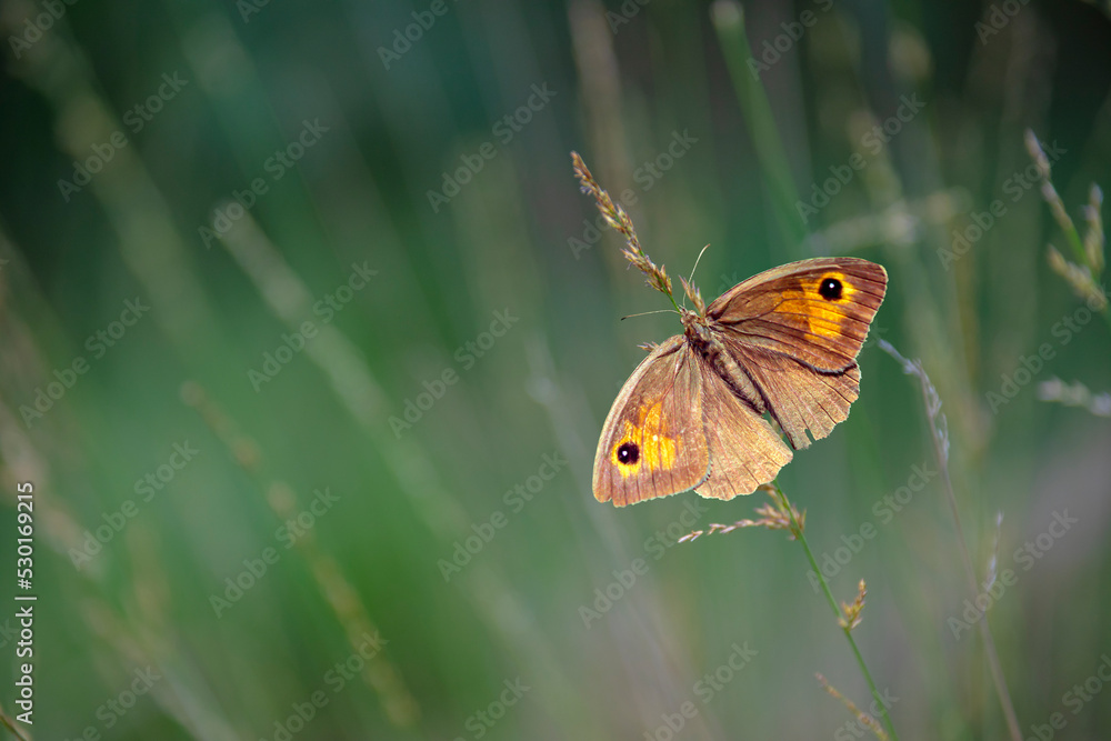 Obraz premium Dusky Meadow Brown (Hyponephele lycaon) butterfly sitting on a blade of gr