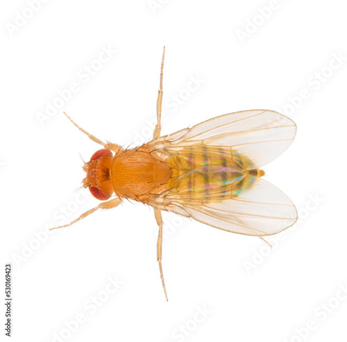 Drosophila melanogaster also known as the fruit fly or lesser fruit fly is a species of fly in the family Drosophilidae. Dorsal view of fruit fly isolated on white background.