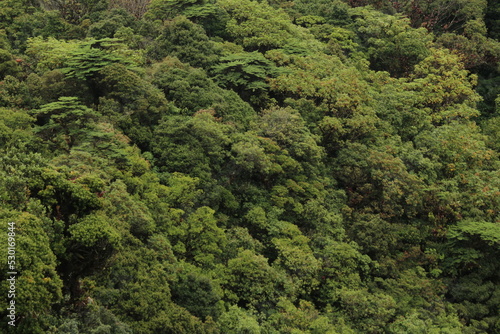 View over a cloud forest located in Braulio Carrillo National Park, Barva Volcano sector