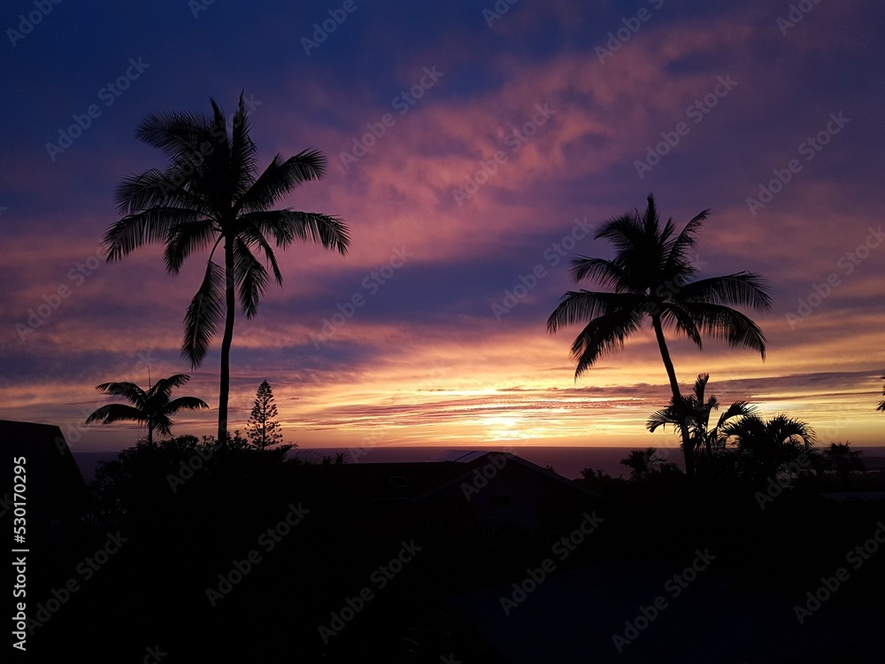 Silhouette of Palm Trees at Sunset in Hawaii Silhouette of Palm Trees at Sunset in Hawaii