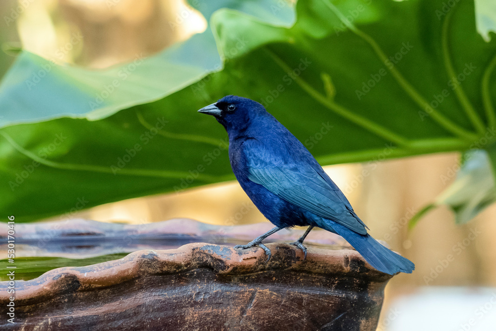 Naklejka premium The Shiny Cowbird also Knows as Chupim or Mirlo perched on a drink fountain. Species Molothrus bonariensis. Birdwatcher. Birding