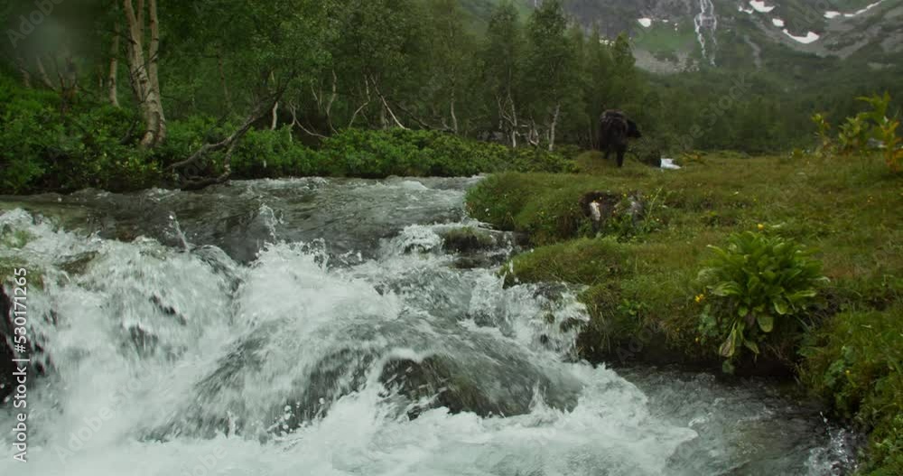 Wide shot of Mountain river in mountain in a cloudy rainy weather Wide shot of Mountain river in mountain in a cloudy rainy weather