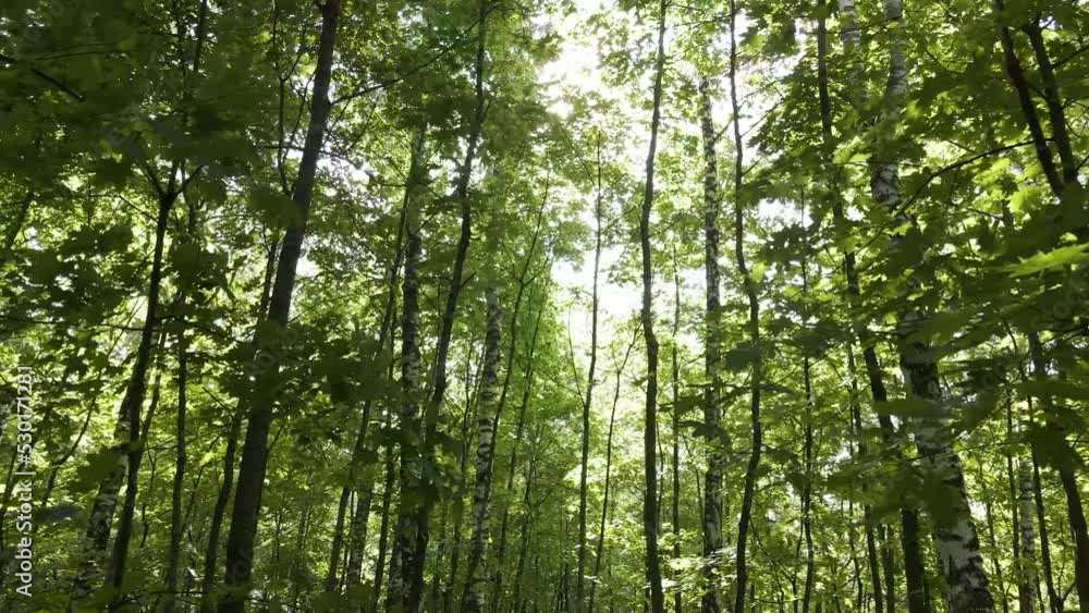 Fresh green forest in the early morning and sun glare Fresh green forest in the early morning and sun glare
