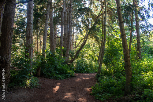Tranquil Path, Whidbey Island, Washington
