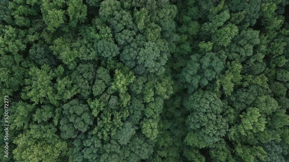 Drone in nature flying over a beautiful forest of trees. Drone in nature flying over a beautiful forest of trees.