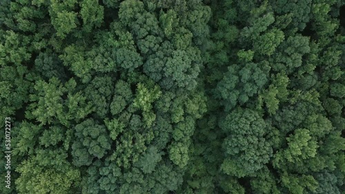 Drone in nature flying over a beautiful forest of trees.