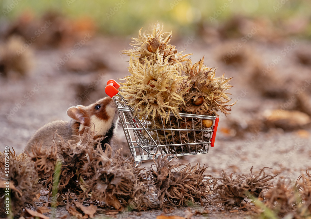 hamster with a full shopping cart of nuts, concept for shopping, bunkering for winter hamster with a full shopping cart of nuts, concept for shopping, bunkering for winter