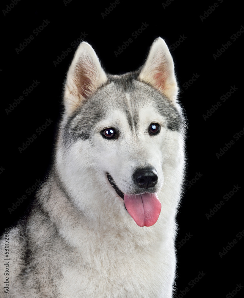 Siberian husky looking at camera Siberian husky looking at camera