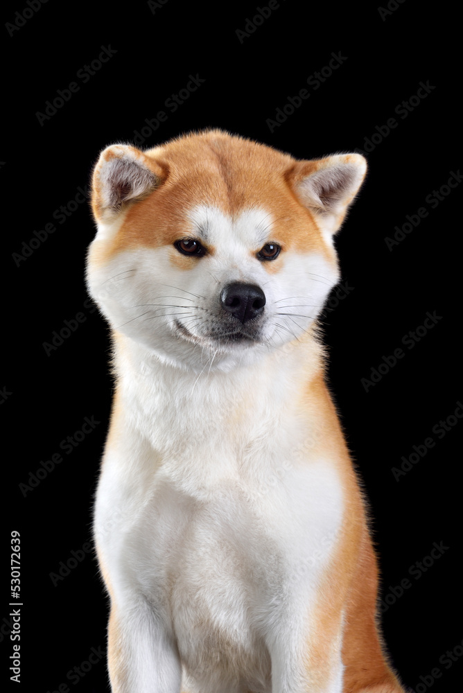 Japanese Akita inu dog