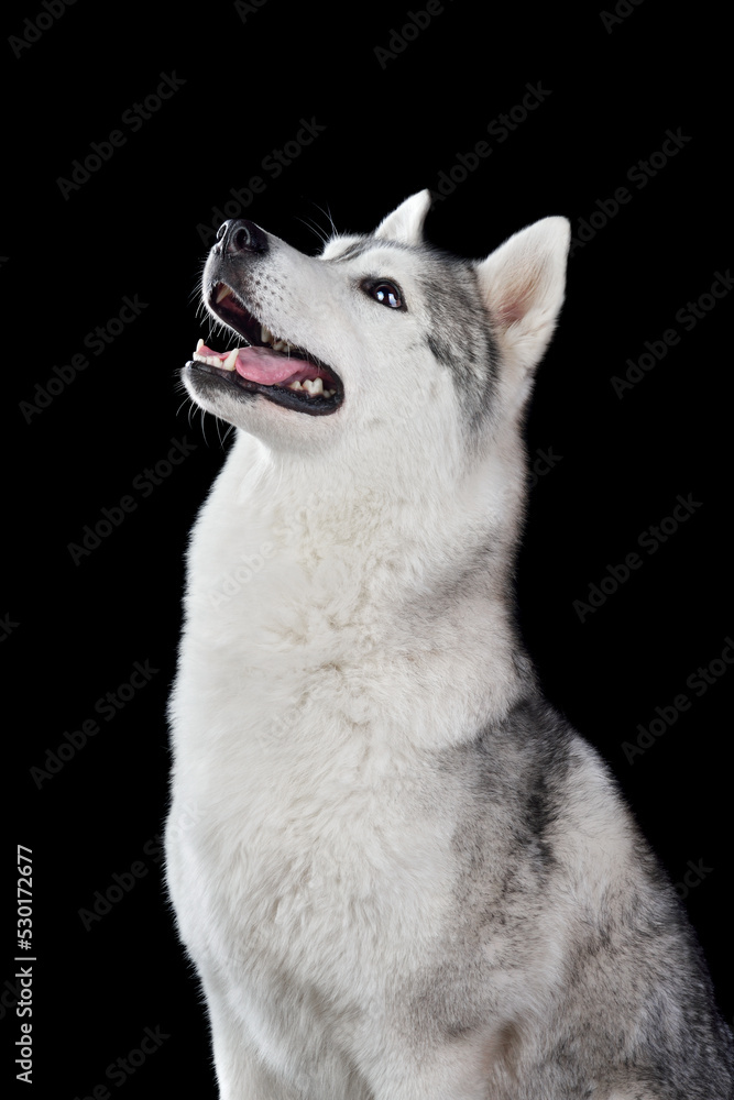 Cute Siberian husky dog Cute Siberian husky dog