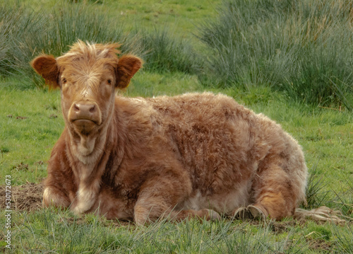 Highland cow calf lay in a field