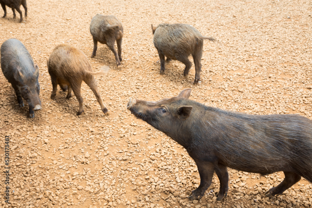 Brown hairy pig sniffing the air with several pigs roaming on farm Brown hairy pig sniffing the air with several pigs roaming on farm