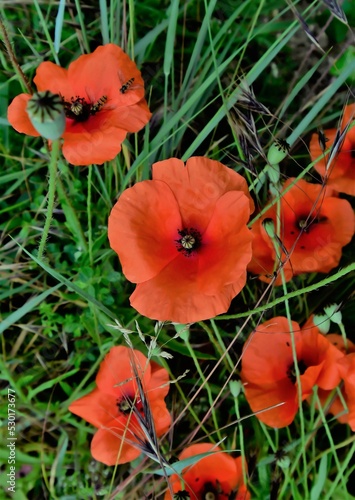 Coquelicots