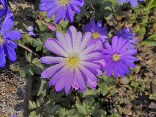 Fleur Mauve