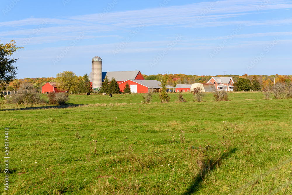 Modern American farm with cattle out to pasture and autumn forest in background at sunset