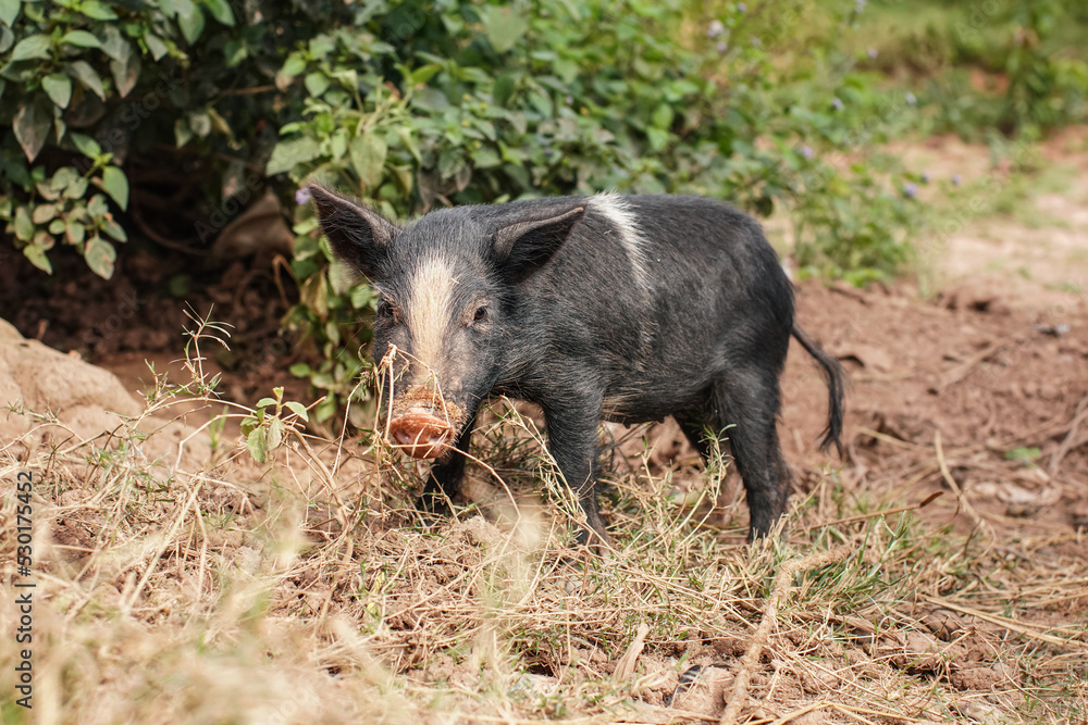 Small black piglet standing on dirt ground next to tree Small black piglet standing on dirt ground next to tree