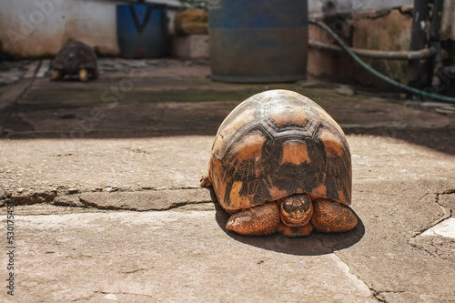 Tortoise kept as pet walking on stones ground in yard, another blurred animal background, closeup detail, only face in focus © Lubo Ivanko