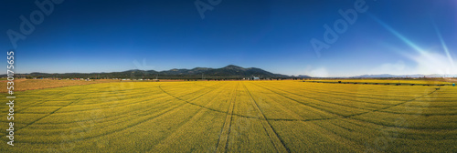 Panoramic Field